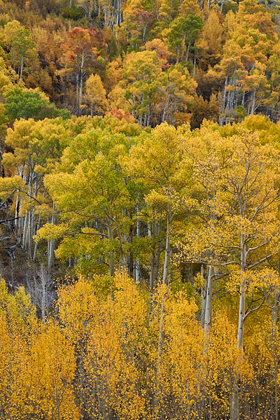 Aspen Hillside