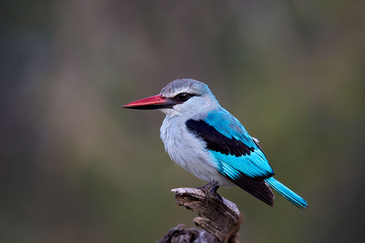 Woodland Kingfisher