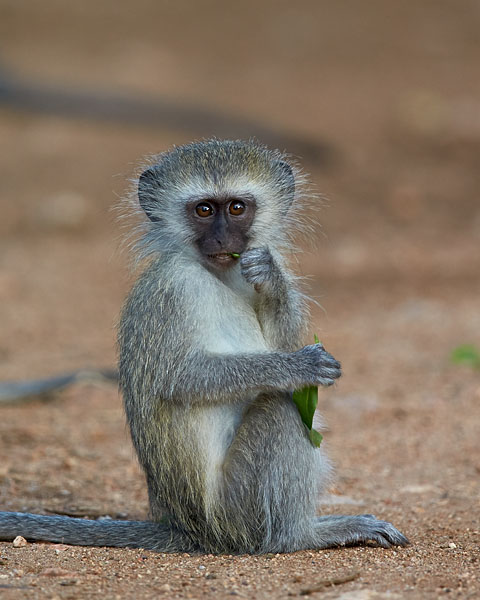 December 05, 2015 Vervet Monkey