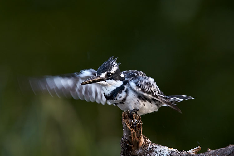 Pied Kingfisher