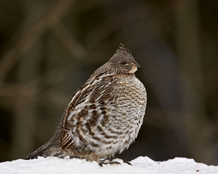 Ruffed Grouse