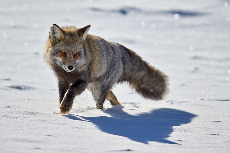Cross Fox
