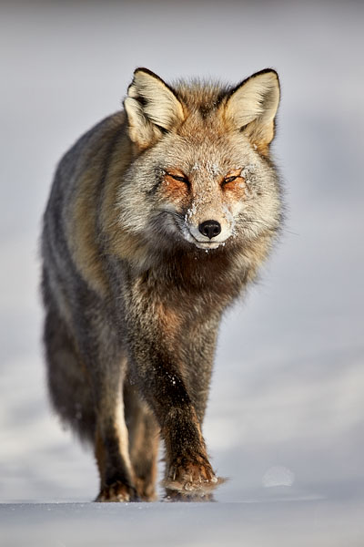 Cross Fox