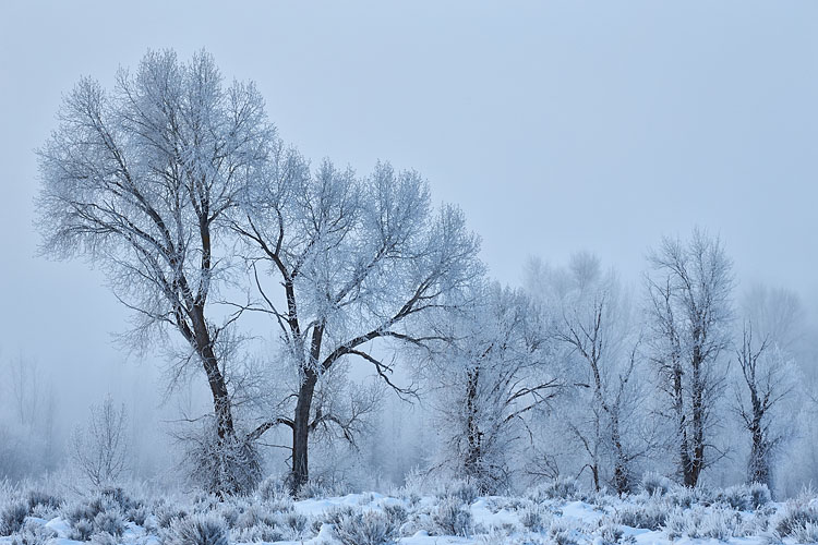 Frosty Trees