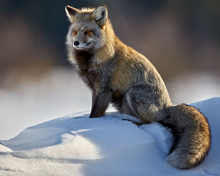 Cross Fox