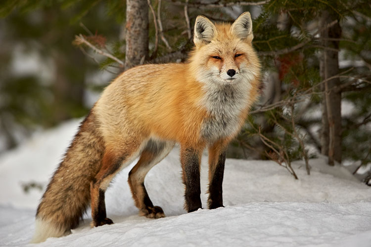 Red Fox