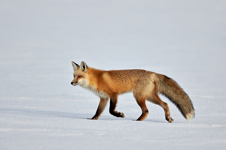 Red Fox