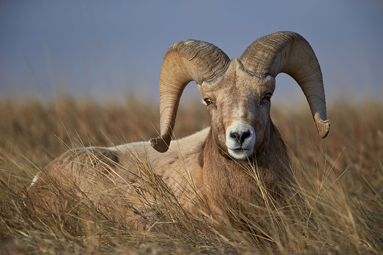 Bighorn Ram