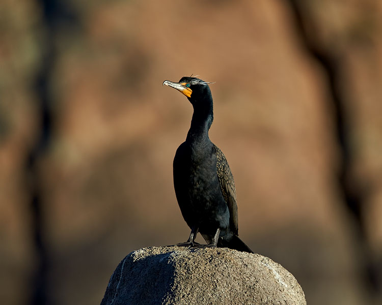 Double-Crested Cormorant