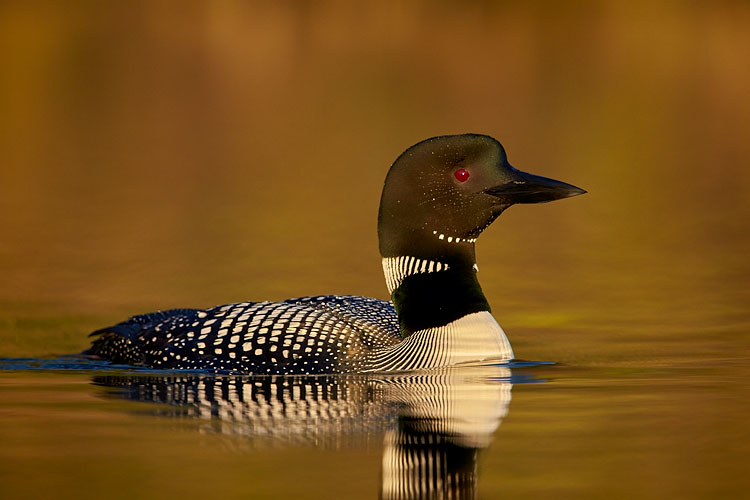 Common Loon