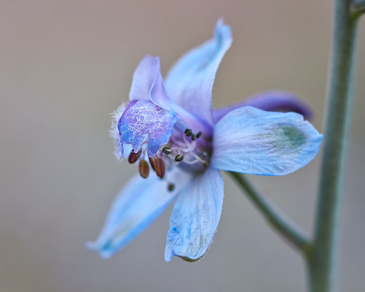 Desert Larkspur