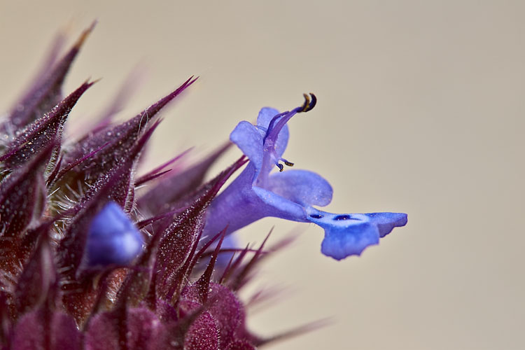 California Sage