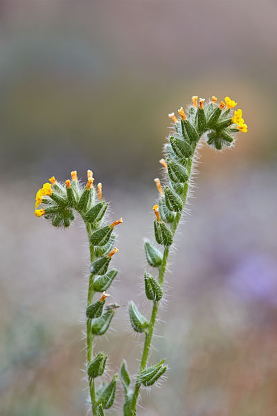 Bristly Fiddleneck