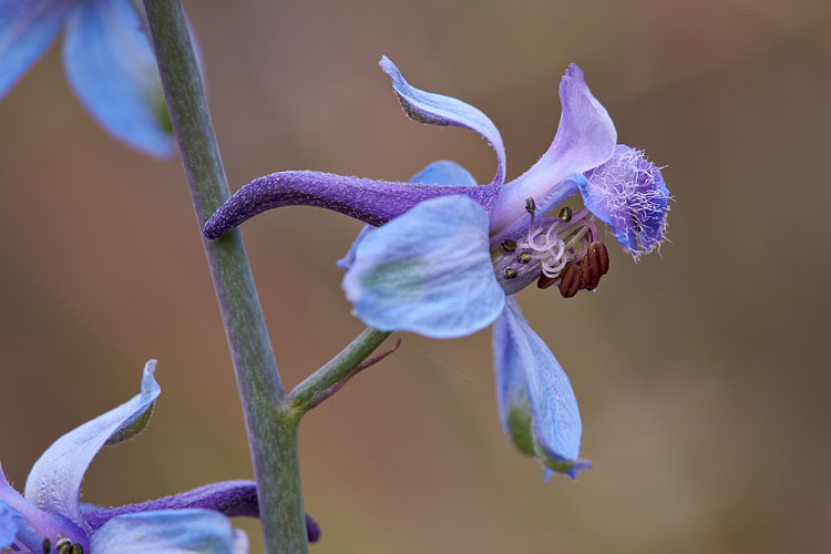 Desert Larkspur
