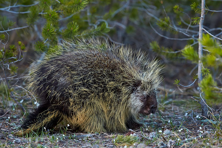 Porcupine