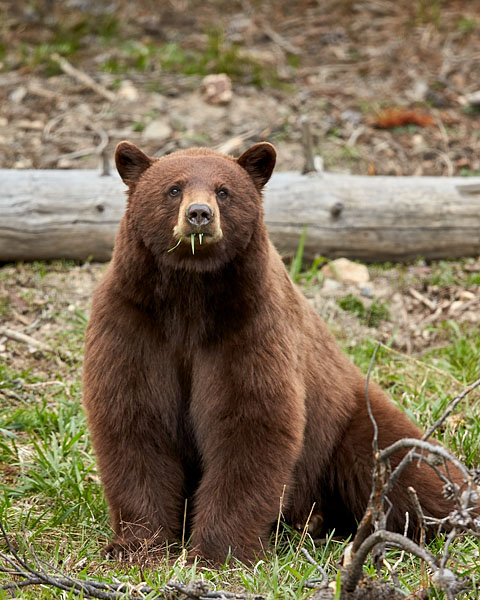 Cinnamon Black Bear