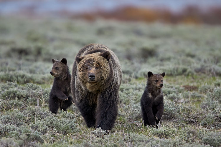 Grizzly Bear Sow and Two COYs