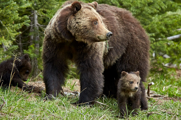 Grizzly Bear Sow and Two COYs