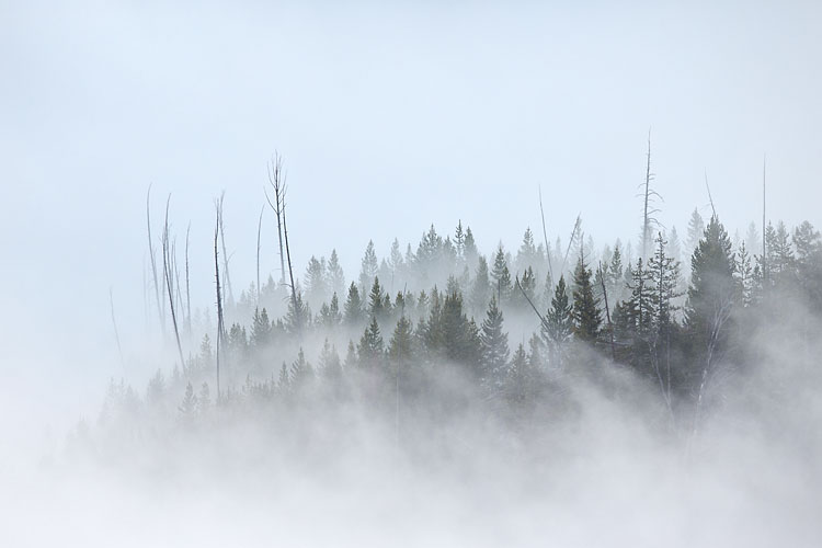 Trees In Fog