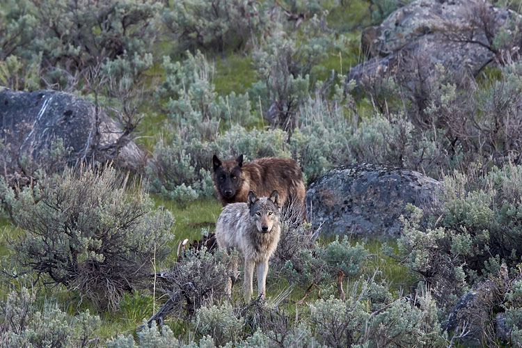 Two Gray Wolves