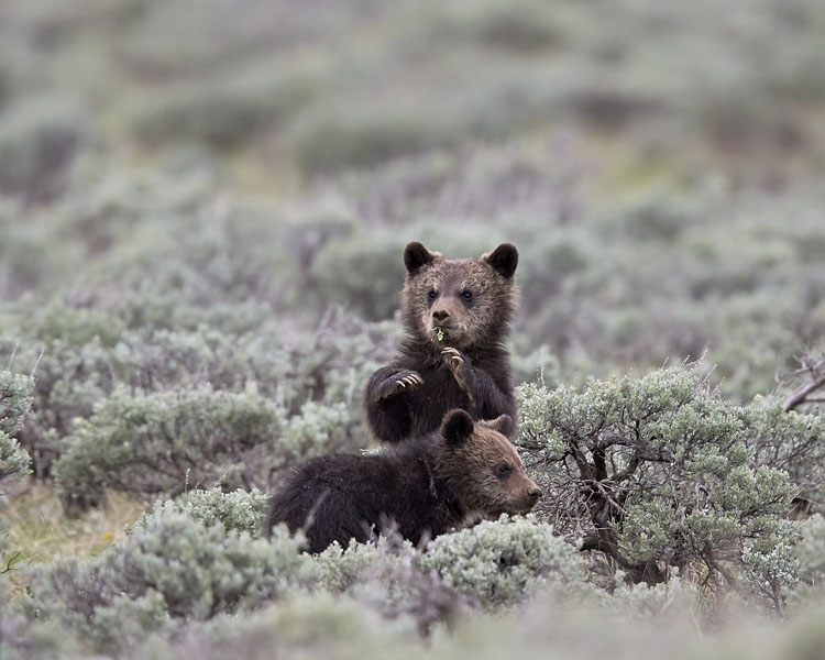 Two Grizzly Bear COYs
