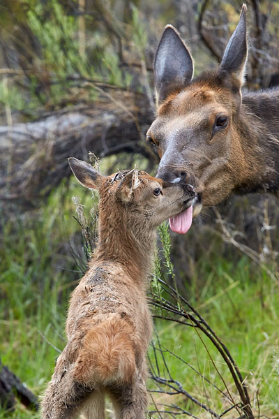 Elk Cow And Calf