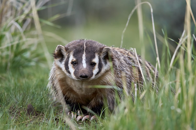 American Badger