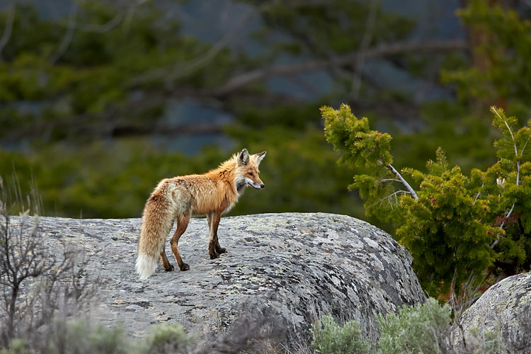 Red Fox