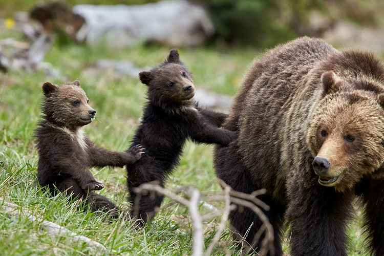 Grizzly Bear Sow And Two COYs