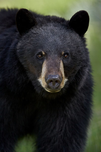 Black Bear