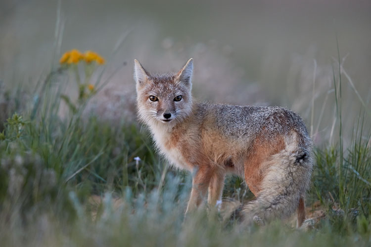 Swift Fox Vixen