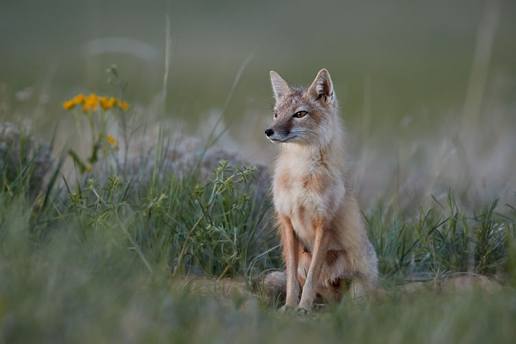 Swift Fox Vixen