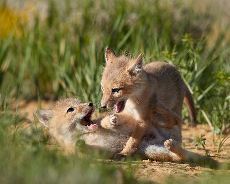 Swift Fox Kits Playing