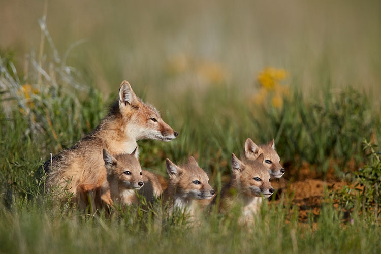 Swift Fox Family