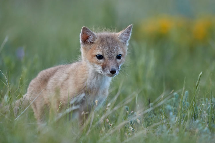 Swift Fox Kit