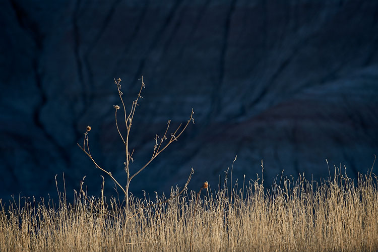 Dry Plants