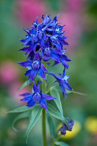 Barbey's Larkspur
