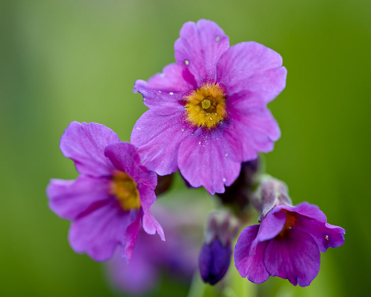 Parry's Primrose