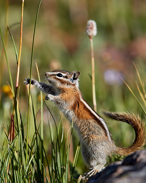 Least Chipmunk Reaching