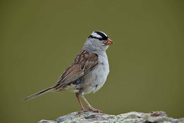 White-Crowned Sparrow