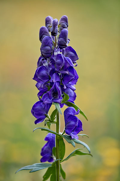 Western Monkshood