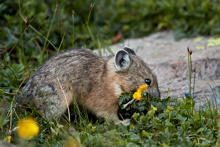American Pika Harvesting Alpine Avens