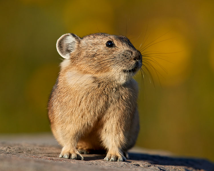 American Pika