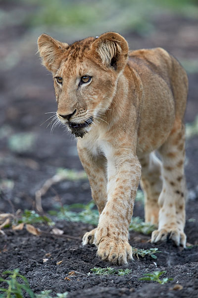 Lion Cub