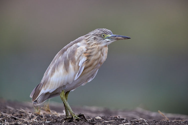 Common Squacco Heron
