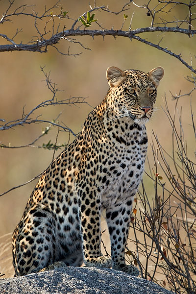 Leopard