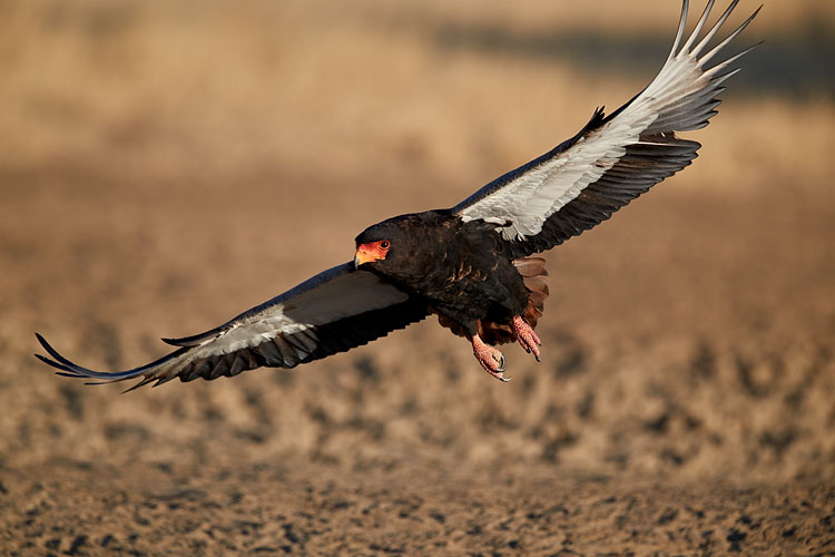 Bateleur