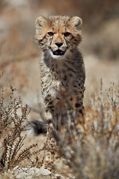 Cheetah Cub