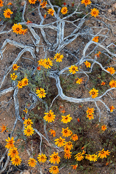 Namaqualand Daisies