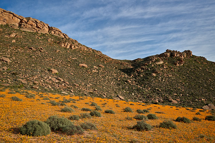 Namaqualand Daisies